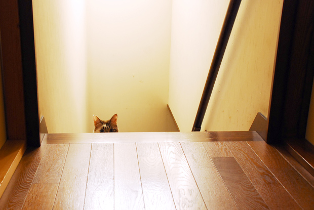 階段に猫